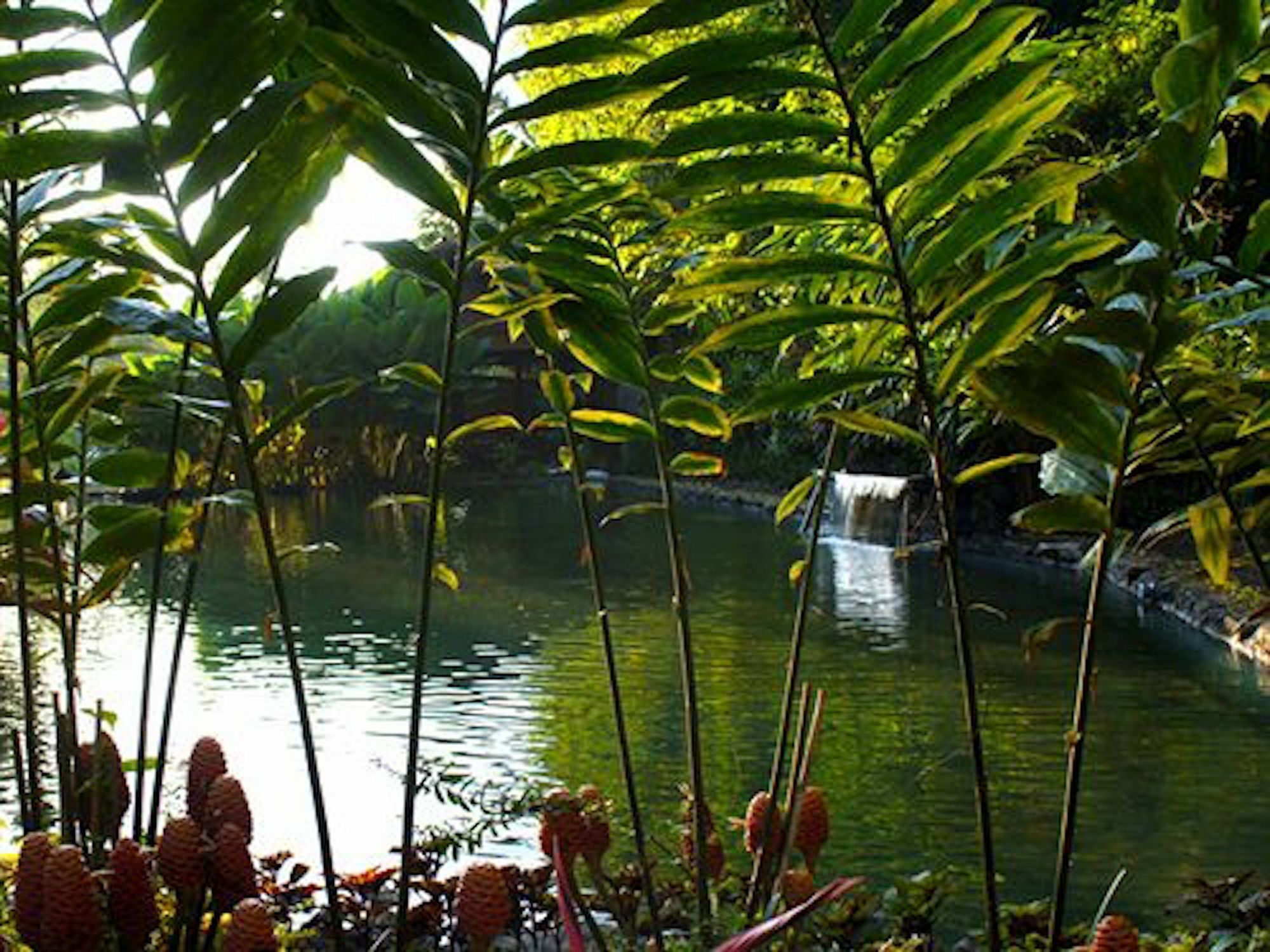 The Aura Shanti Retreat Baturiti Eksteriør billede